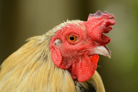 beautiful male Thai native roosterの写真素材