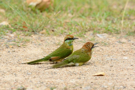 beautiful Geen Bee-eater  Merops orientalis  in Thailandの写真素材