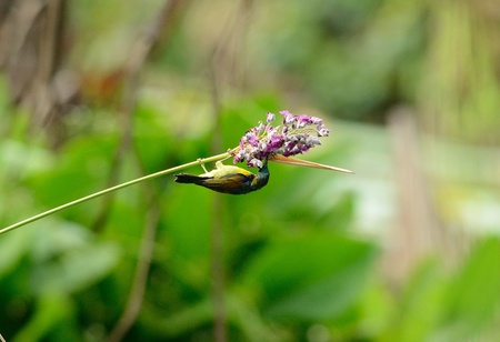 beautiful male Brown-throated Sunbird  Anthreptes malacensis  in Thailand