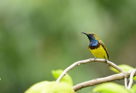 beautiful male Olive-backed Sunbird  Nectarinia jugularis  at tree topの写真素材