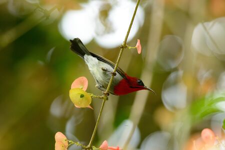 beautiful male Crimson Sunbird  Aethopyga siparaja  in Thai forestの写真素材