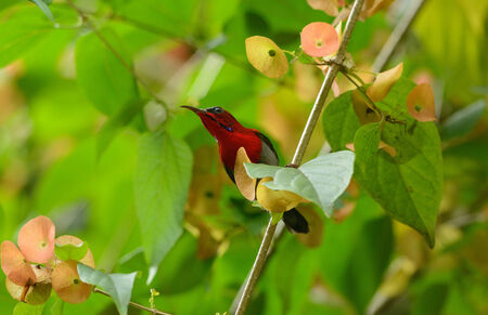 beautiful male Crimson Sunbird  Aethopyga siparaja  in Thai forestの写真素材