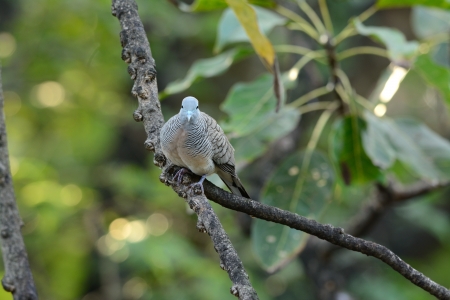 beautiful Zebra Dove  Geopelia striata  on the treeの写真素材