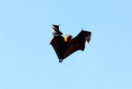 male lyie s flying foxの写真素材