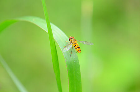 beautiful insect standing on green grass leaf in tropical area