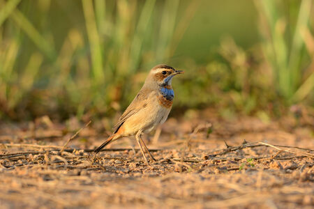 beautiful male Bluethroat  Luscinia svecica  standing on groundの写真素材