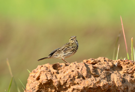 beautiful Rosy Pipit  Anthus roseatus  standing on the rockの写真素材