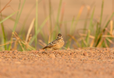 beautiful Oriental Skylark standing on groundの写真素材