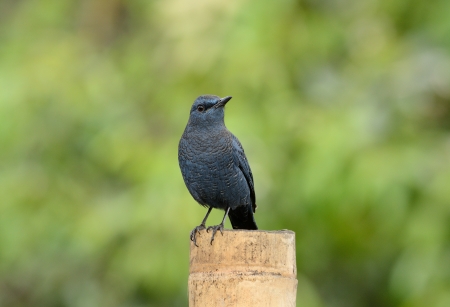 beautiful male blue rock thrush  Monticola solitarius  standing on logの写真素材