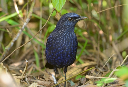 beautiful blue whistling thrush  Myiophoneus caeruleus  in Thai forestの写真素材
