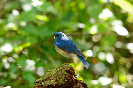 beautiful male Himalayan Bluetail (Tarsiger rufilatus) in Thai forestの写真素材