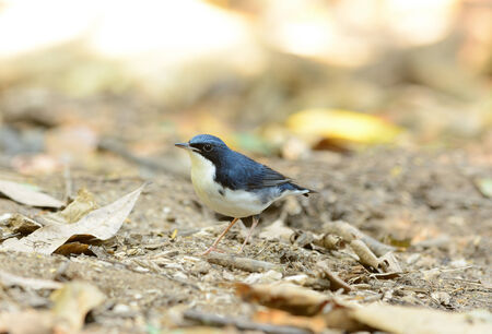 beautiful male Siberian Blue Robin (Luscinia cyane) in Thailandの写真素材