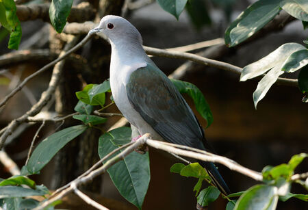 beautiful Green Imperial Pigeon (Ducula aenea) standing on branchの写真素材