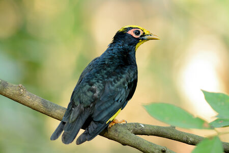 beautiful female Golden-crested Myna (Ampeliceps coronatus) in forest