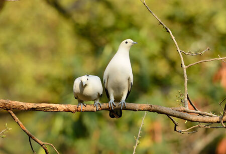 beautiful Pie Imperial Pigeon (Ducula bicolor) standing on branchの写真素材