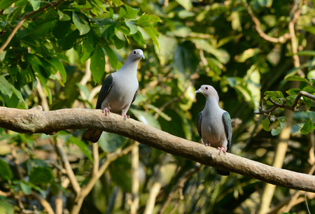 beautiful Green Imperial Pigeon (Ducula aenea) standing on branchの写真素材