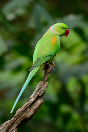 beautiful male Alexandrine Parakeet (Psittacula eupatria) in Thai forestの写真素材
