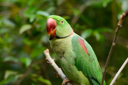 beautiful male Alexandrine Parakeet (Psittacula eupatria) in forest