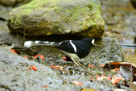 beautiful White-crowned Forktail (Enicurus leschenaulti) in forestの写真素材