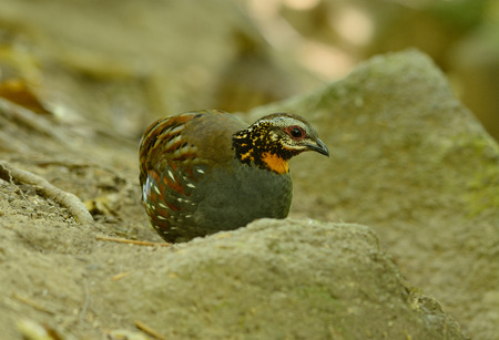 beautiful rufous-throated partridge (Arborophila rufogularis) in forestの写真素材