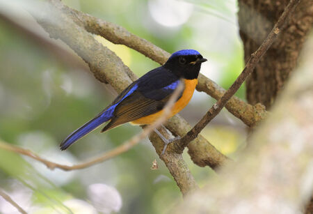 beautiful male Rufous-bellied Niltava (Niltava sundara) in forestの写真素材