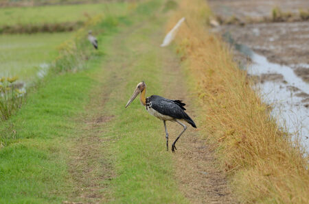 Lesser Adjutant (Leptoptilos javanicus) standing on Thai rice fieldの写真素材