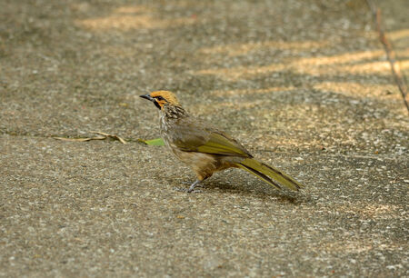 beautiful Straw-headed Bulbul (Pycnonotus zeylanicus) in Thai forest
