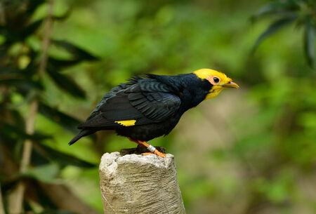 beautiful male Golden-crested Myna (Ampeliceps coronatus) in Thai forestの写真素材