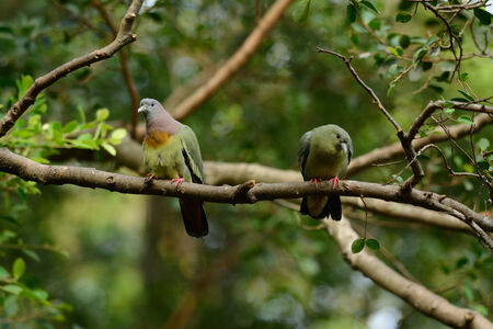 beautiful Pink-necked Green-Pigeon (Treron vernans) possing on branchの写真素材