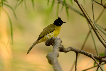 beautiful black-crested (Pycnonotus flaviventris) bulbul in the treeの写真素材