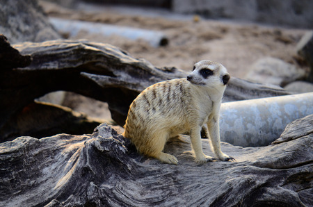 beautiful Meerkat (Suricata suricatta) stay and living on ground