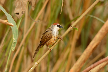 beautiful Chestnut-capped Babbler (Timalia pileata) resting on log in forest of Thailand