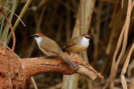beautiful Chestnut-capped Babbler (Timalia pileata) resting on log in forest of Thailandの写真素材