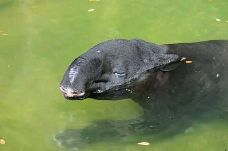 beautiful Malayan tapir (Tapirus indicus) resting in pondの写真素材