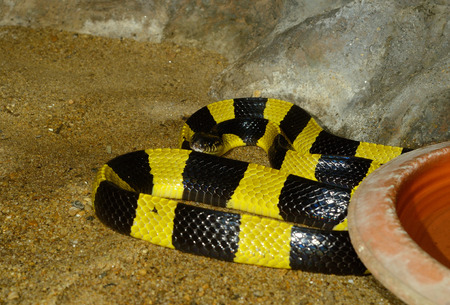 beautiful Banded Krait (Bungarus fasciatus) in terrarium