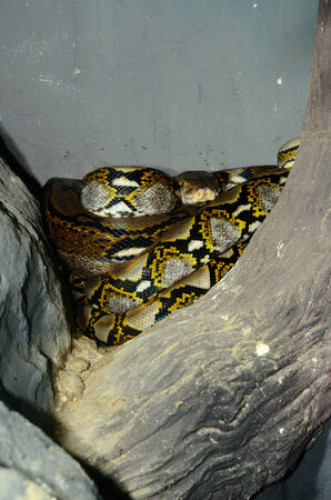 beautiful Reticulated Python (Python reticulatus) sleeping in terrarium