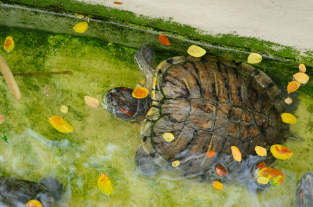 beautiful red-eared slider (Trachemys scripta elegans) in Thai templeの写真素材