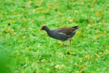 beautiful common moorhen (Gallinula chloropus) walking on water plantの写真素材