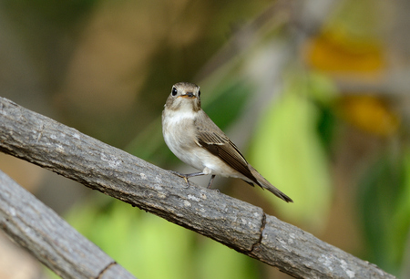 beatiful red-throated flycatcher(Ficedula parva) possing on the branchの写真素材