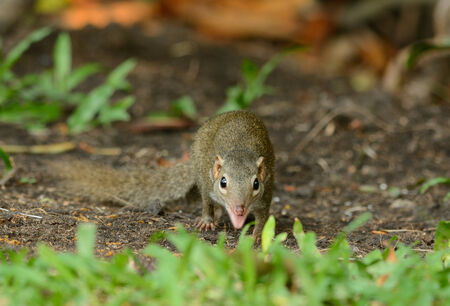 beautiful northern treeshrew (Tupaia belungeri) inThai forestの写真素材