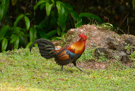 beautiful male Red Junglefowl (Gallus gallus) standing on groundの写真素材