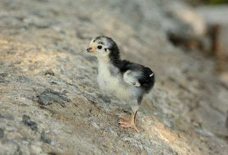 beautiful Thai native chick on the groundの写真素材