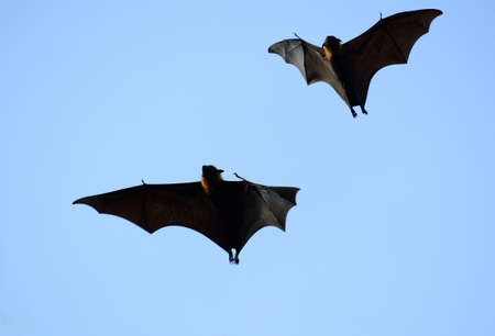 male lyie's flyingfox flying in the skyの写真素材