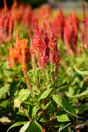 beautiful Celosia flower (Celosia argentea) at Thai flower gardenの写真素材