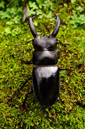 beautiful male Khao-yai stag beetle (Hexarthrius nigritus) at Khao-yai national park,Thailandの写真素材