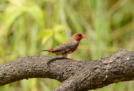 beautiful juvenile male Red Avadavat or Strawberry Finch (Amandava amandava) の写真素材