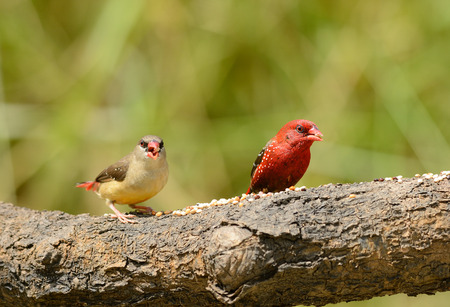 beautiful male and female Red Avadavat or Strawberry Finch (Amandava amandava) の写真素材