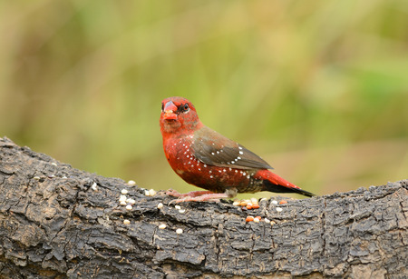 beautiful male Red Avadavat or Strawberry Finch (Amandava amandava) の写真素材