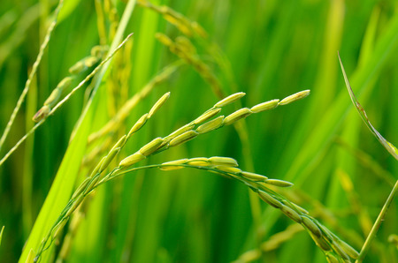rice in a paddy field close up 
     の写真素材