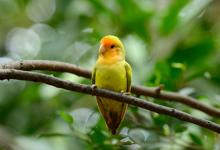 beautiful Lutino mutation rosy-faced lovebird (Agapornis roseicollis) at tree top